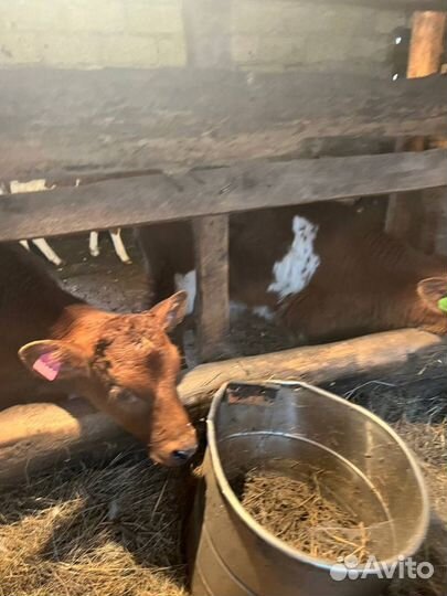 Отборные телята бычки быстрая доставка с выбором