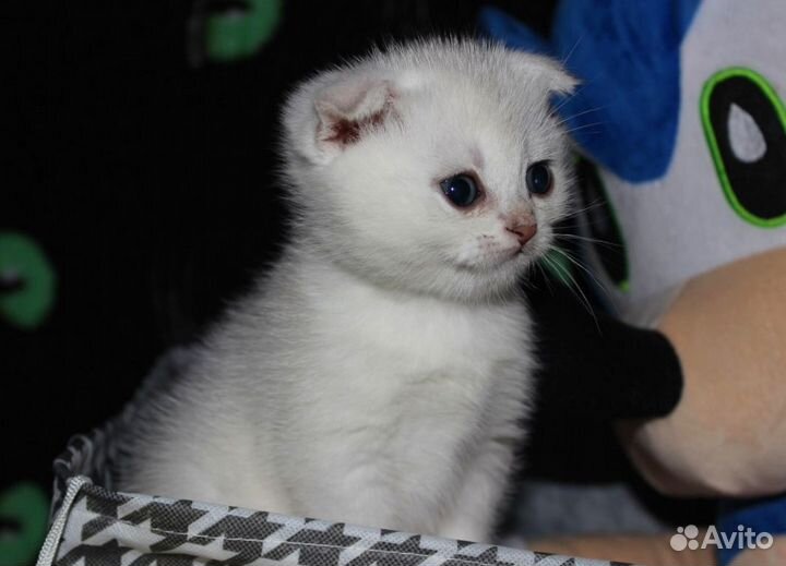 Шотландские вислоухие котята шиншилла