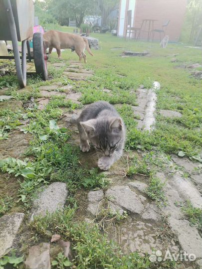 Возьмите котика