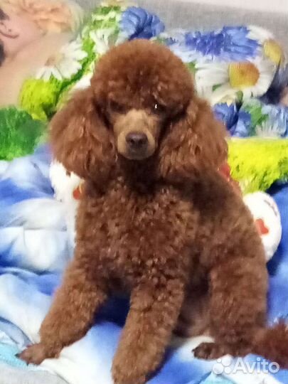 Собака для вязки