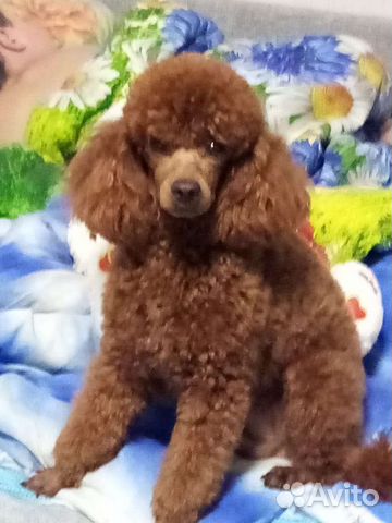 Собака для вязки