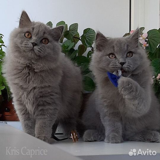 Британские котята