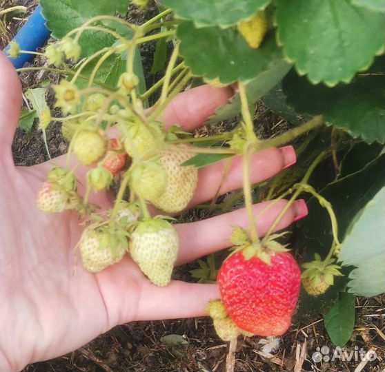 Клубника ремонтантная Остара