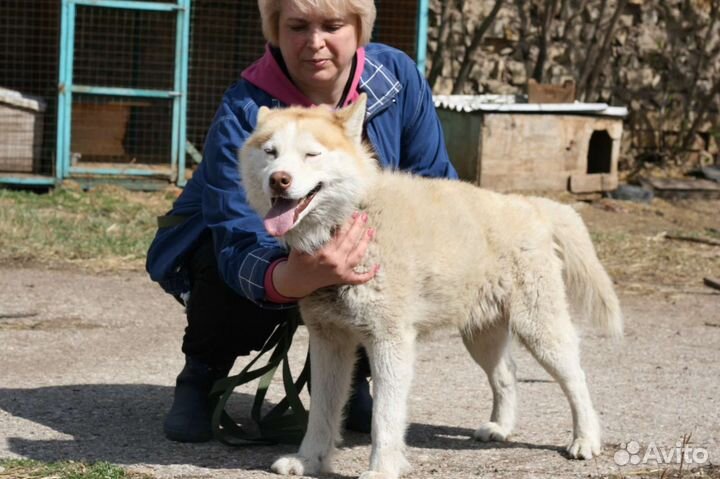 Сибирский хаски