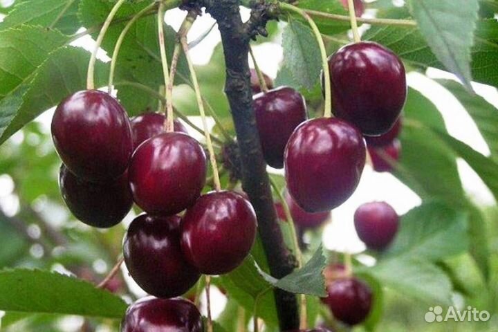 Саженцы вишни Тургеневская