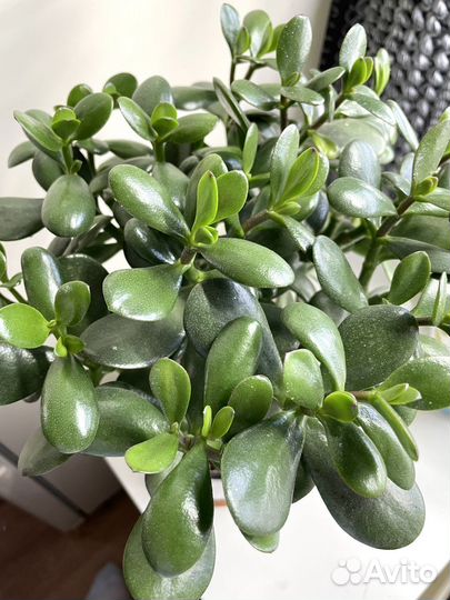 Крассула овата