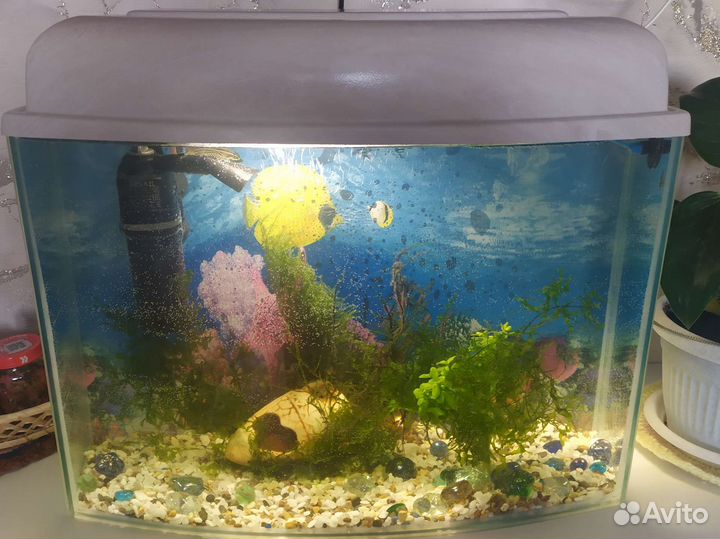 Аквариум и все для аквариума