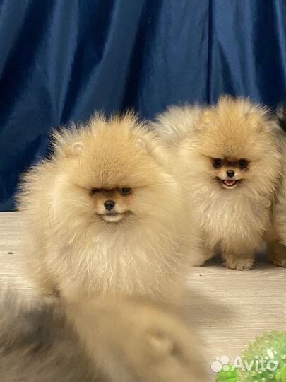 Померанский шпиц