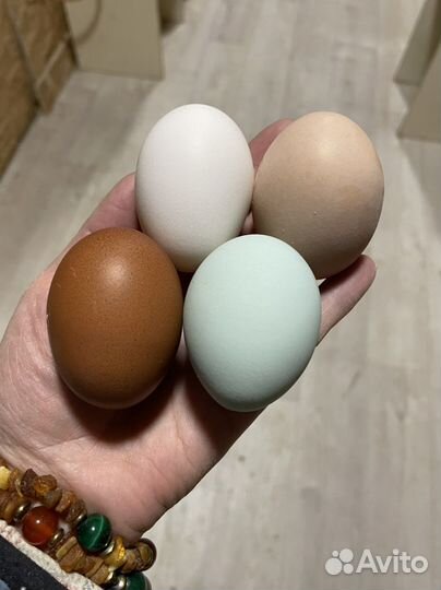 Яйцо маран,легбар,Изабелла,кучинские,голошейка