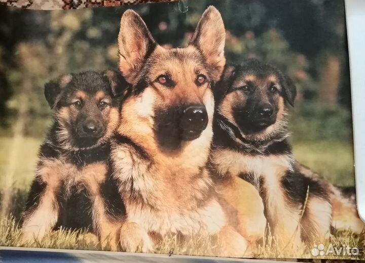 Плакаты постеры зарубежные 80 е года