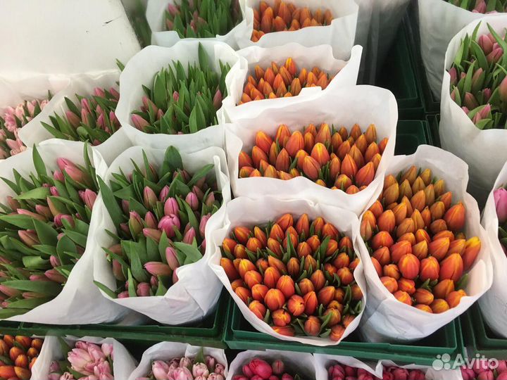 Тюльпаны оптом