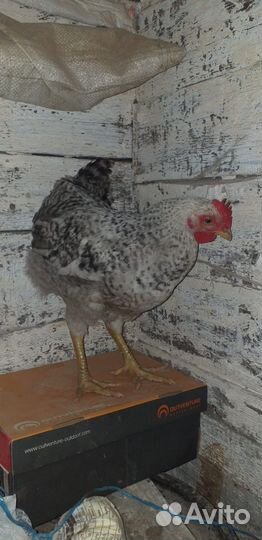 Домашняя птица, петух