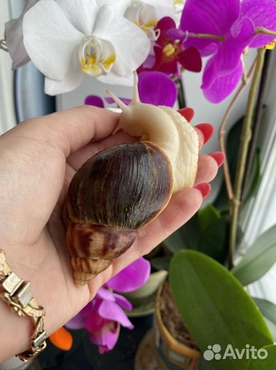 Улитки ахатины