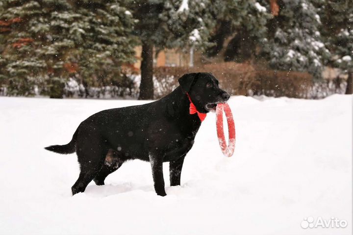 Домашняя передержка питомцев. Дрессировка