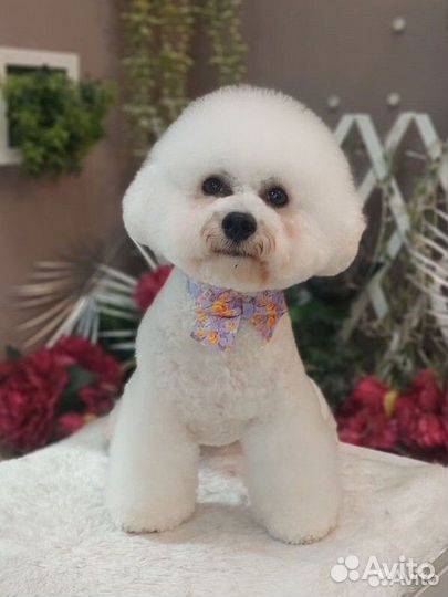 Стрижка собак груминг