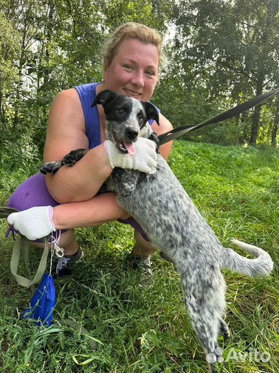 Малыш Спотти из приюта ищет дом