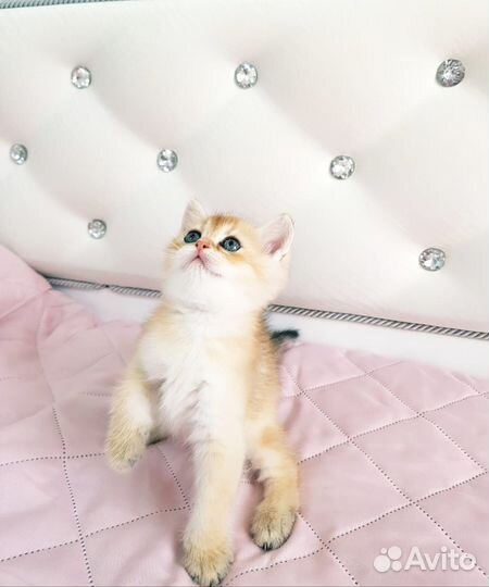 Золотая шиншилла