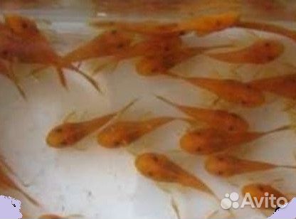 Сомики Анциструс Супер Ред - Подростки