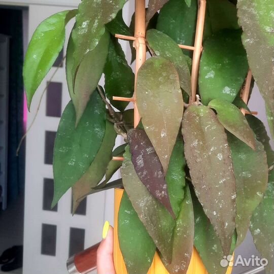 Хойя разные сорта