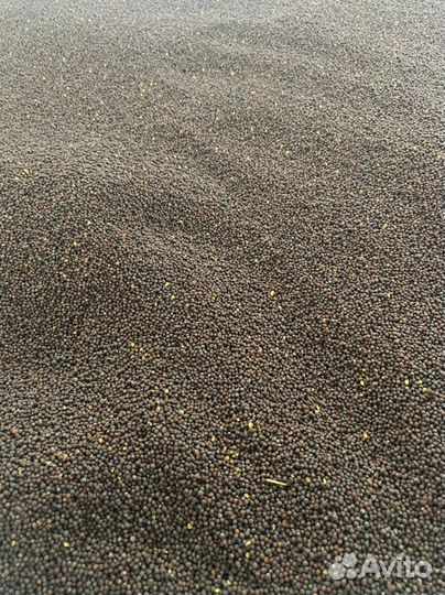 Горчица черная