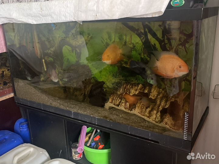 Аквариум с тумбой бу 100 литров и 300л