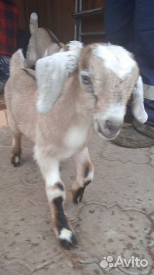 Козлята нубийские чистокровные