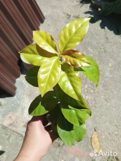 Комнатные цветы