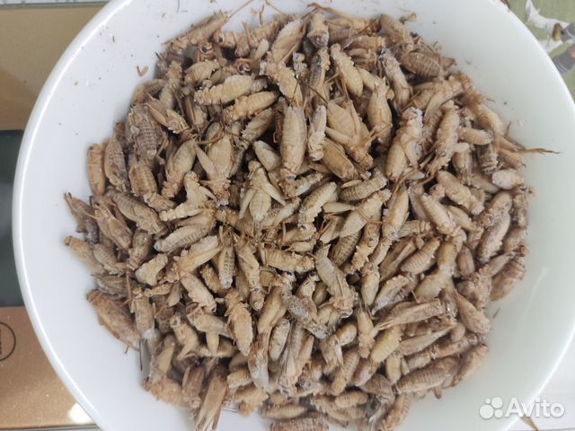 Сверчки домовые предымаго 100 гр заморозка