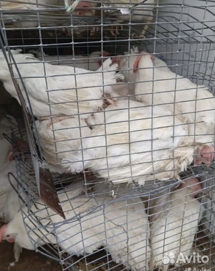 Куры несушки с доставкой на дом