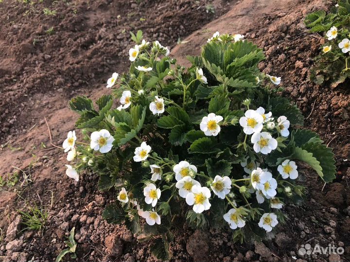 Рассада клубники купчиха