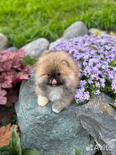 Шпиц мини мишка