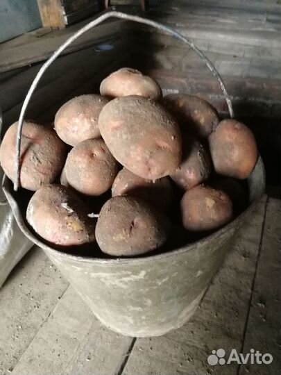 Картофель, картошка