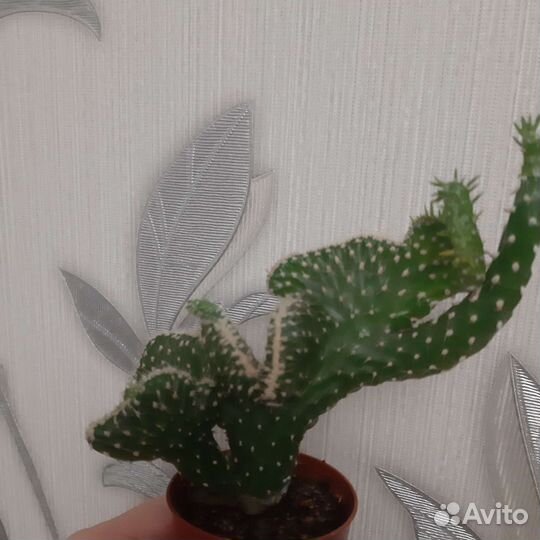 Кактус кристатный