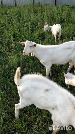Козел на племя