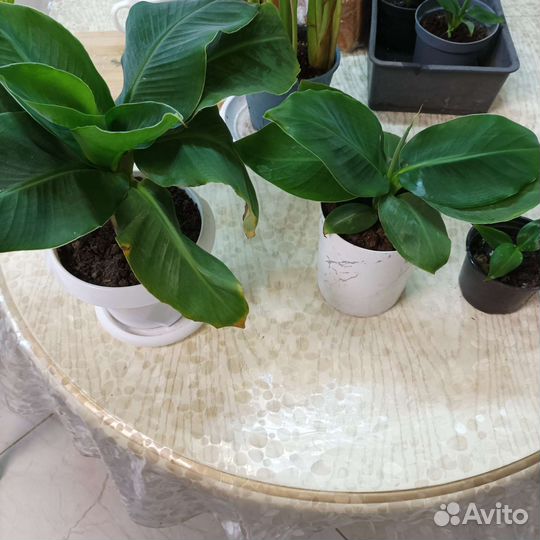 Карликовый банан