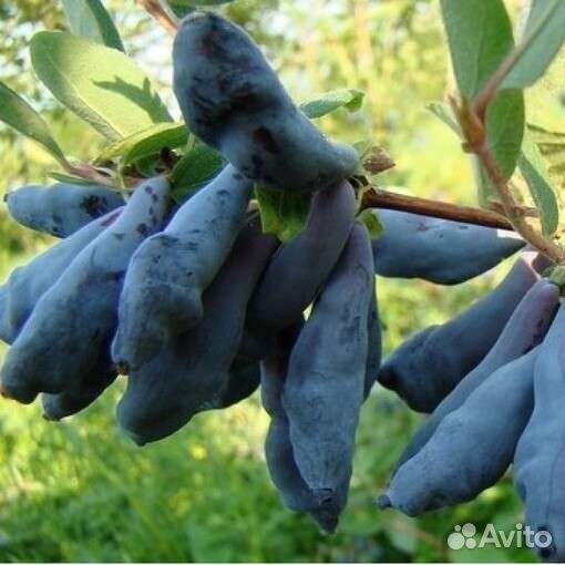 Саженцы жимолости Гордость Бакчара, Югана