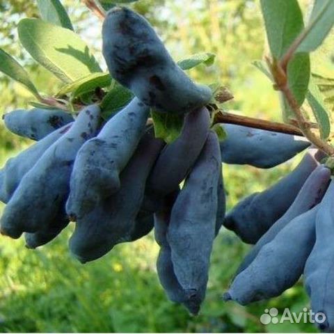 Саженцы жимолости Гордость Бакчара, Югана