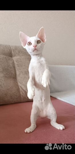 Котята Девон-рекс