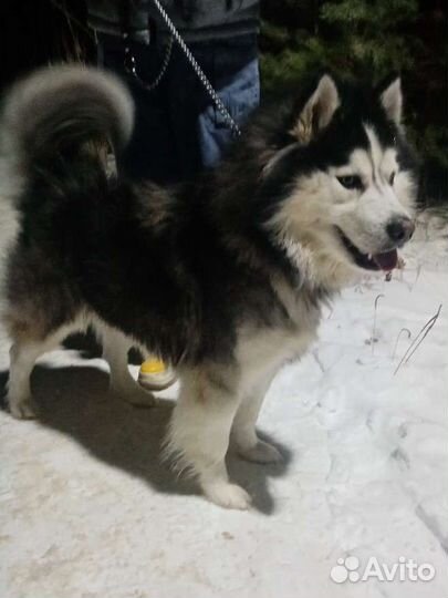 Вязка Сибирский хаски