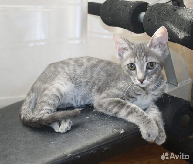 Котята подростки