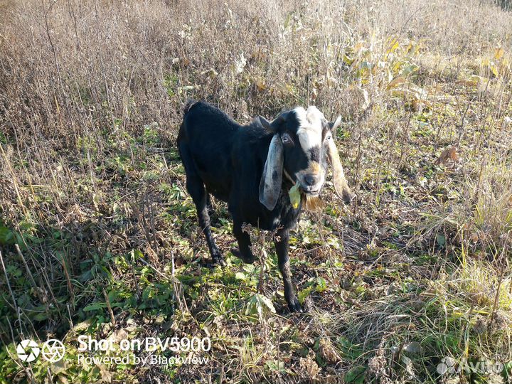 Козел для вязки