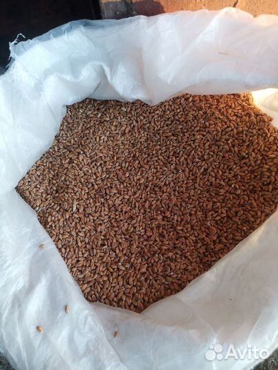 Зерно пшеница