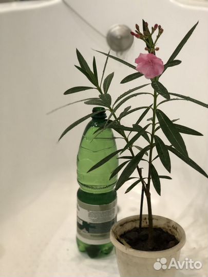 Олеандр комнатный в горшке