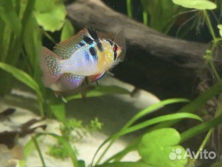 Обмен Рамирези - на креветок