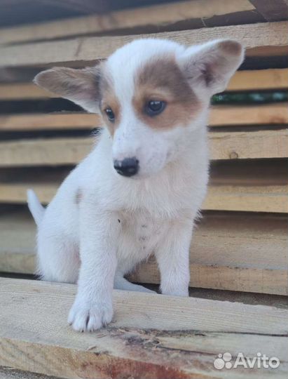 Щенки в добрые руки