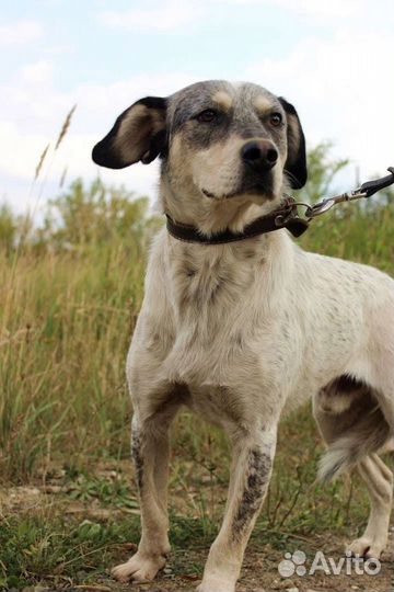 Собака Тито