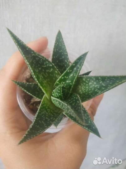 Алое тихи-тахи