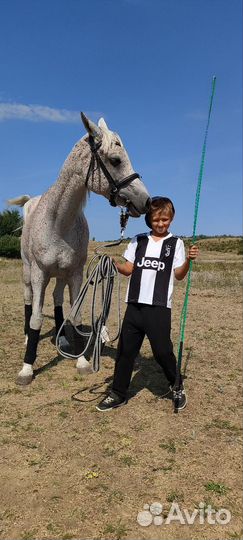 Лошадь на продажу