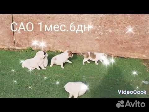 Сао(алабай)щенки