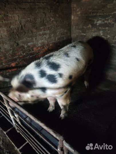 Продаётся хряк